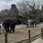 Mai Hakase Instagram - 市原ぞうの国🐘 動物との距離がものすごく近くて直接エサをあげれたりと息子も楽しそうでした😁 象さんの行進は大迫力🐘象蔵使いの方もいて象のパフォーマンスも初めて見れました☺️絵をかいたりボールを蹴ったり、とても上手で驚きました😳 妊娠後期くらいから息子と１日おでかけはなかなかできてなかったので久しぶりに一緒にたくさん遊べて嬉しかったです♡一緒にお出かけしてくれたお友達家族に感謝🥰❤️ 息子は行きも帰りも車の中でずーっと1人で喋っていたので、夜は声が枯れていましたwwそれくらい楽しかったのかな🤭 #市原ぞうのくに #男の子ママ #女の子ママ