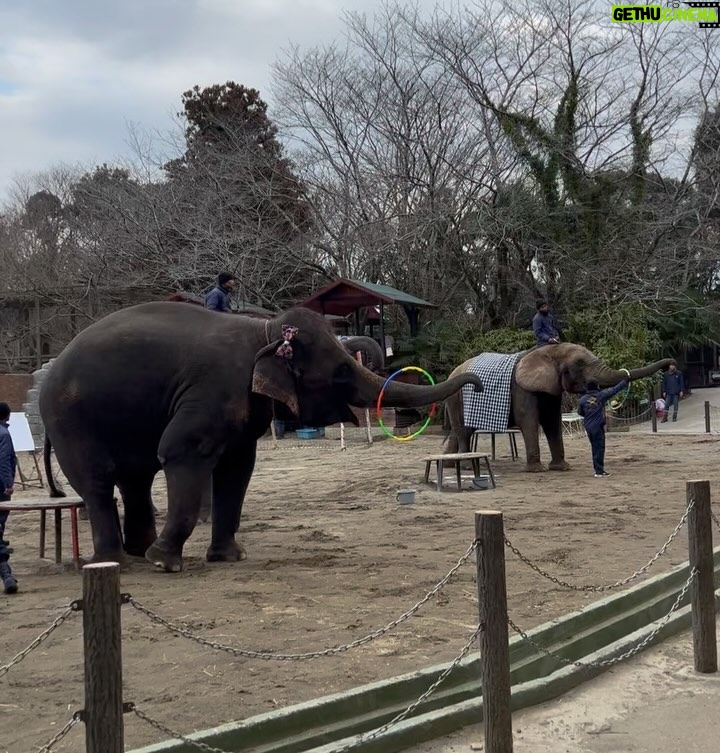 Mai Hakase Instagram - 市原ぞうの国🐘 動物との距離がものすごく近くて直接エサをあげれたりと息子も楽しそうでした😁 象さんの行進は大迫力🐘象蔵使いの方もいて象のパフォーマンスも初めて見れました☺️絵をかいたりボールを蹴ったり、とても上手で驚きました😳 妊娠後期くらいから息子と1日おでかけはなかなかできてなかったので久しぶりに一緒にたくさん遊べて嬉しかったです♡一緒にお出かけしてくれたお友達家族に感謝🥰❤️ 息子は行きも帰りも車の中でずーっと1人で喋っていたので、夜は声が枯れていましたwwそれくらい楽しかったのかな🤭 #市原ぞうのくに #男の子ママ #女の子ママ