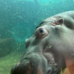 Maki Tamaru Instagram – 動物園で
虎🐅さんにオシッコをかけられた
次男🦖笑

目の前の出来事に
ただただ
衝撃すぎて、びっくりした(　ﾟдﾟ)💦笑

旭山動物園は動物をかなり
近くに感じられて
動物と目が合う感じ👀。

恐竜兄弟大興奮！！！

真冬の北海道の旭川動物園

私は　
雪でツルツルと滑りながら
転ばぬ様に
必死に園内を小鹿の様に歩いていました。
(￣◇￣;)

全てが新鮮で新しい経験🙏

また行きたい！と思う
そんな魅力的な動物園🐘。

スキー場では
大雪の日もあったり、晴れた日もあったりと
いろんな天候

綺麗な雪景色が見たい
と言う理由で
スキーをしている私からすると
どんな瞬間の雪景色も貴重

そして
今年は一体　何個　☃️雪だるまを作っただろうか。

本気サイズの雪だるまを作った後は、がっちり,筋肉痛
(￣▽￣;)
筋トレ2時間位のエネルギー量を消費する感覚です🏋️

ご質問をいただいておりました
新しく新調したスキーウェアは

@goldbergh 
GOLDBERGH（ゴールドバーグ）
と言うブランドのものです。

ご質問をいただいておりました
いつもアップしている写真についてですが
撮影現場での写真は、⭐️野マネージャーが
⭐️野くんのカメラで撮影してくれています

普段
私がアップしているものは
iPhoneのカメラです。

今日から月曜日！
がんばるぞ💪