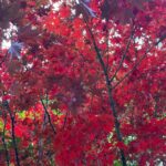 Malaika Arora Instagram - My most favourite time of the year …… all things red❤️💋❣️👠🍎🧣🚗🧰🫕🌹🍒🍓🖍️