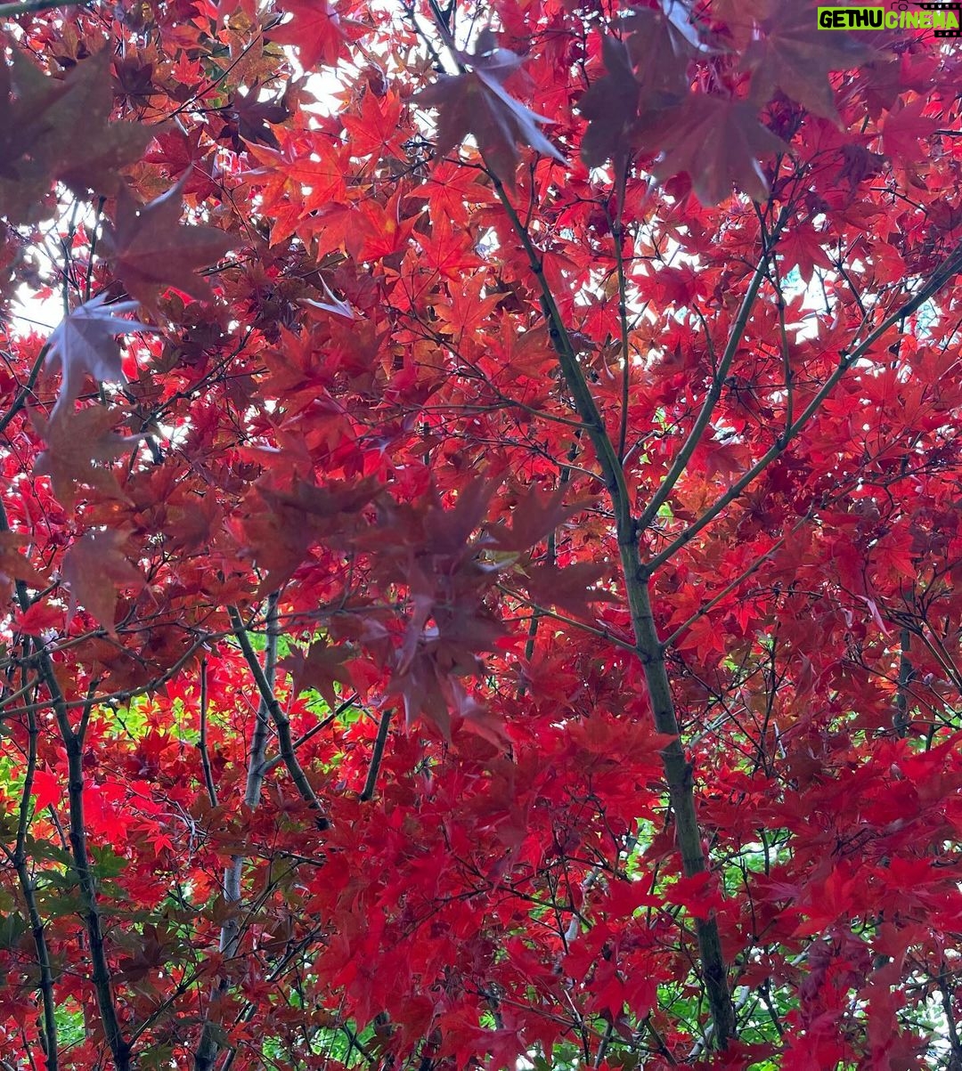Malaika Arora Instagram - My most favourite time of the year β¦β¦ all things redβ€οΈπβ£οΈπ ππ§£ππ§°π«πΉππποΈ