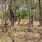 Manasa Varanasi Instagram – 🐅🦅🐆🦉🐍🐺🦆🍂

#safaridump Pench Tiger Reserve