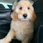 Mandy Teefey Instagram - The newest family member....Jack. Gracies first pup!! XO @jackteefey