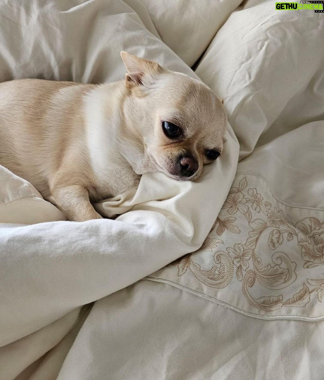 Manu Gavassi Instagram - Olhando para o nada pensando em tudo, versão chihuahua. Aipim é extremamente expressivo.