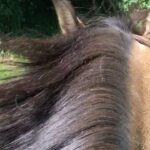 Manuela Lopez Instagram - #horse #balade #galop #respire #lavieestbelle