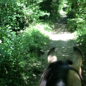 Manuela Lopez Instagram - Une balade avec moi ? 😁🤪🥰🦄#horse #balade #vie #respire