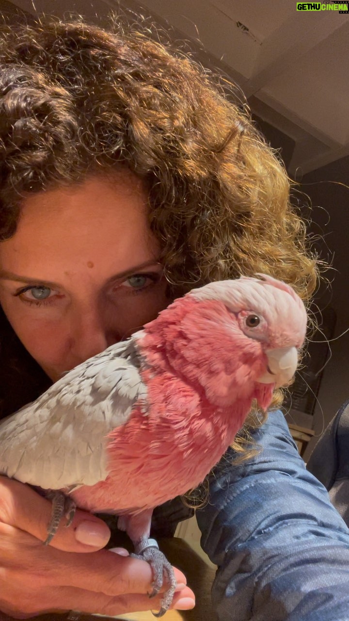 Manuela Lopez - 1.4K Likes - #rosalbin #perroquet #loveislove @davylelair !!; je crois qu’il te traite de connasse quand tu passes derrière 🤣🤣🤣