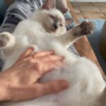 Manuela Lopez Instagram - Câlins du matin 💙je vous présente Pompon le nouveau copain de PACO 💙#loveanimals #calin #ronrontherapie