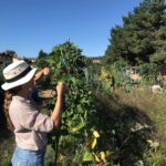 Manuela Velasco Instagram - Aquí seguimos, pasando el verano. Verano de judías, gallinas, pan candeal, tortilla de patatas, siestas, hamaca, parra, paseos, baños y tábanos. Verano en casa. Tan ricamente. Peeeeeeero también seguir abriendo cajas y enfrentando cosas y el mundo de tirar, donar, ordenar. Repasar la vida. Y desprenderse. ¡Ay! Purgatorio para mí. Y también trabajándome el repelús a las arañas, en casa hay muchas y estoy en ello. Pienso que comen mosquitos y pulgas y eso está bien. Y las dejo y ellas me dejan. Pero ¡ay, qué fatiguitas! Y cuando no puedo más me voy a pasear y a jugar con Colin y mano de santo. #bordercollie #bordercollielovers #verano2023