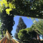Manuela Velasco Instagram - Aquí seguimos, pasando el verano. Verano de judías, gallinas, pan candeal, tortilla de patatas, siestas, hamaca, parra, paseos, baños y tábanos. Verano en casa. Tan ricamente. Peeeeeeero también seguir abriendo cajas y enfrentando cosas y el mundo de tirar, donar, ordenar. Repasar la vida. Y desprenderse. ¡Ay! Purgatorio para mí. Y también trabajándome el repelús a las arañas, en casa hay muchas y estoy en ello. Pienso que comen mosquitos y pulgas y eso está bien. Y las dejo y ellas me dejan. Pero ¡ay, qué fatiguitas! Y cuando no puedo más me voy a pasear y a jugar con Colin y mano de santo. #bordercollie #bordercollielovers #verano2023
