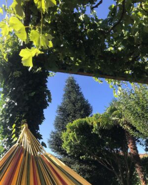 Manuela Velasco Instagram - Aquí seguimos, pasando el verano. 
Verano de judías, gallinas, pan candeal, tortilla de patatas, siestas, hamaca, parra, paseos, baños y tábanos. Verano en casa. Tan ricamente.
Peeeeeeero también seguir abriendo cajas y enfrentando cosas y el mundo de tirar, donar, ordenar. 
Repasar la vida. Y desprenderse. ¡Ay!
Purgatorio para mí.
Y también trabajándome el repelús a las arañas, en casa hay muchas y estoy en ello. Pienso que comen mosquitos y pulgas y eso está bien. Y las dejo y ellas me dejan. Pero ¡ay, qué fatiguitas!
Y cuando no puedo más me voy a pasear y a jugar con Colin y mano de santo.
#bordercollie #bordercollielovers #verano2023