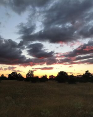 Manuela Velasco Instagram - Aquí seguimos, pasando el verano. 
Verano de judías, gallinas, pan candeal, tortilla de patatas, siestas, hamaca, parra, paseos, baños y tábanos. Verano en casa. Tan ricamente.
Peeeeeeero también seguir abriendo cajas y enfrentando cosas y el mundo de tirar, donar, ordenar. 
Repasar la vida. Y desprenderse. ¡Ay!
Purgatorio para mí.
Y también trabajándome el repelús a las arañas, en casa hay muchas y estoy en ello. Pienso que comen mosquitos y pulgas y eso está bien. Y las dejo y ellas me dejan. Pero ¡ay, qué fatiguitas!
Y cuando no puedo más me voy a pasear y a jugar con Colin y mano de santo.
#bordercollie #bordercollielovers #verano2023