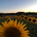 Manuela Velasco Instagram - El puente de agosto, abarrotao. #girasoles #riaza RIAZA