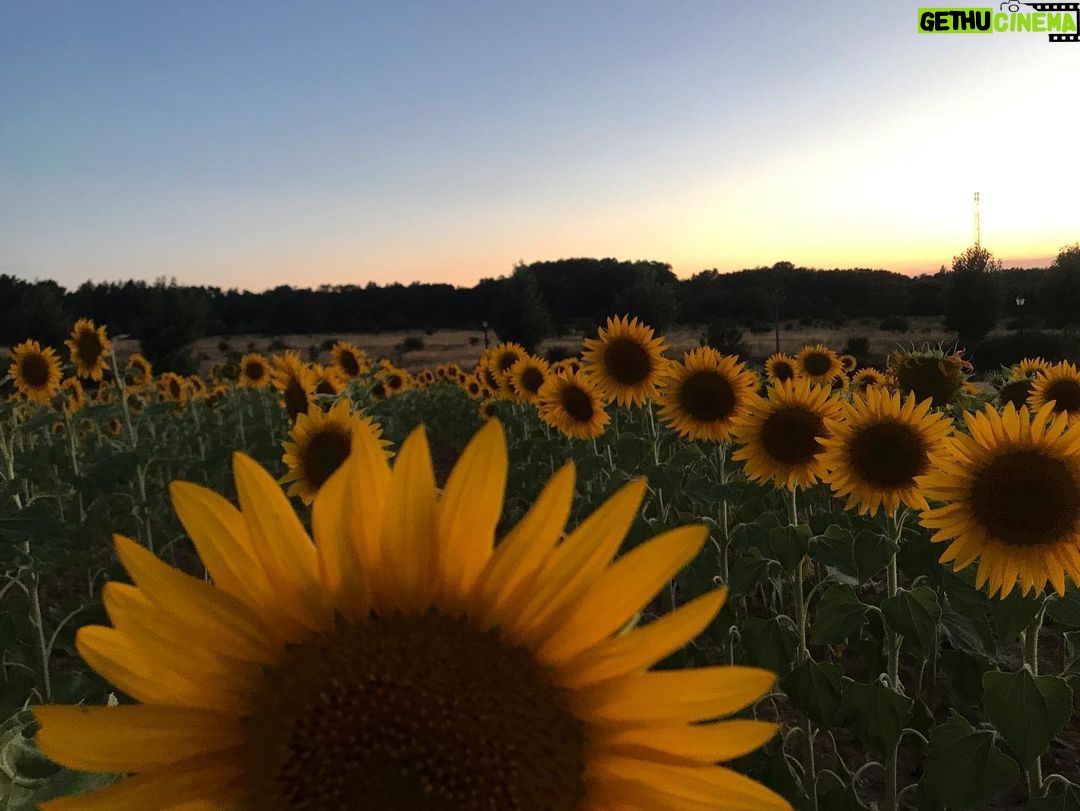 Manuela Velasco Instagram - El puente de agosto, abarrotao. #girasoles #riaza RIAZA