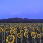 Manuela Velasco Instagram - El puente de agosto, abarrotao. #girasoles #riaza RIAZA