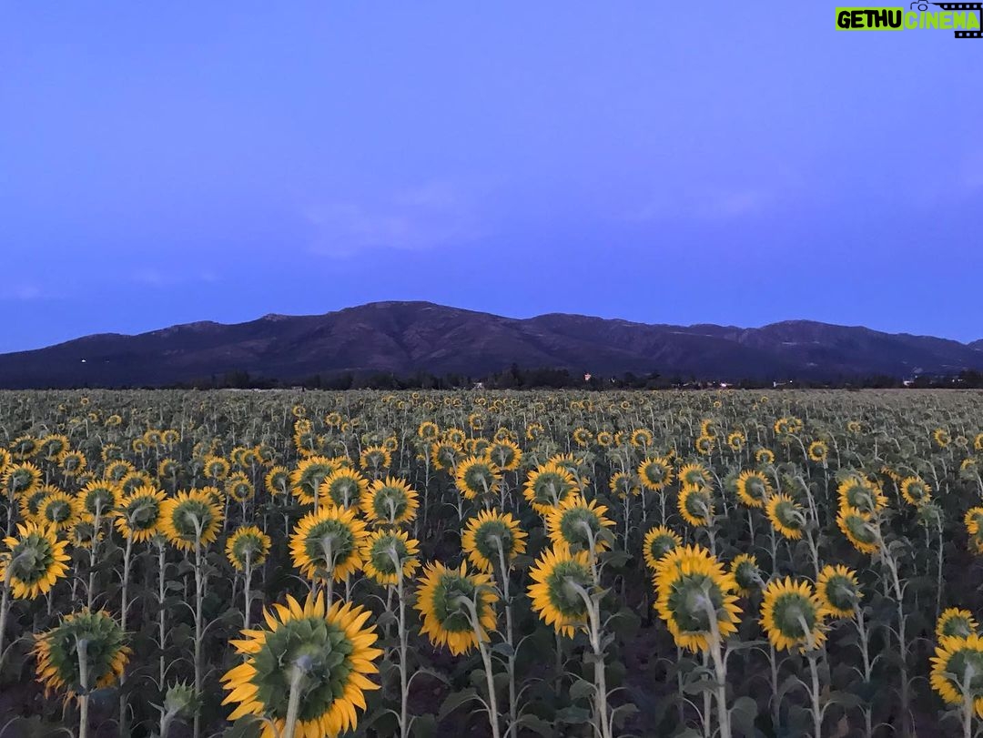 Manuela Velasco Instagram - El puente de agosto, abarrotao. #girasoles #riaza RIAZA