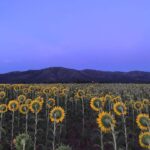 Manuela Velasco Instagram - El puente de agosto, abarrotao. #girasoles #riaza RIAZA
