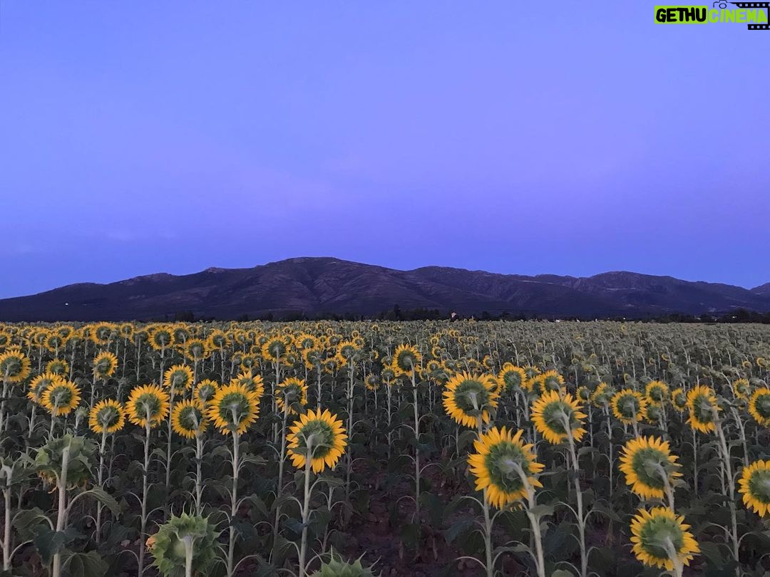 Manuela Velasco Instagram - El puente de agosto, abarrotao. #girasoles #riaza RIAZA