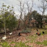 Manuela Velasco Instagram - Gustor 🏡 Borreguito calentito. Gallinas felices, huevos que son tocino de cielo. Colin y su palo y su rebaño. El huerto de la cabaña en invierno. Estudio Albee al amor del fuego y de Colin.