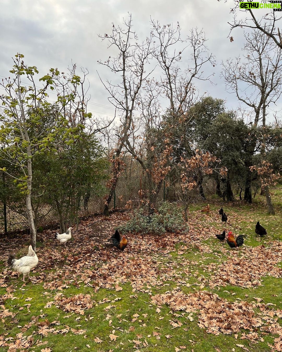 Manuela Velasco Instagram - Gustor š” Borreguito calentito. Gallinas felices, huevos que son tocino de cielo. Colin y su palo y su rebaƱo. El huerto de la cabaƱa en invierno. Estudio Albee al amor del fuego y de Colin.