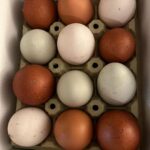 Manuela Velasco Instagram - Gustor 🏡 Borreguito calentito. Gallinas felices, huevos que son tocino de cielo. Colin y su palo y su rebaño. El huerto de la cabaña en invierno. Estudio Albee al amor del fuego y de Colin.