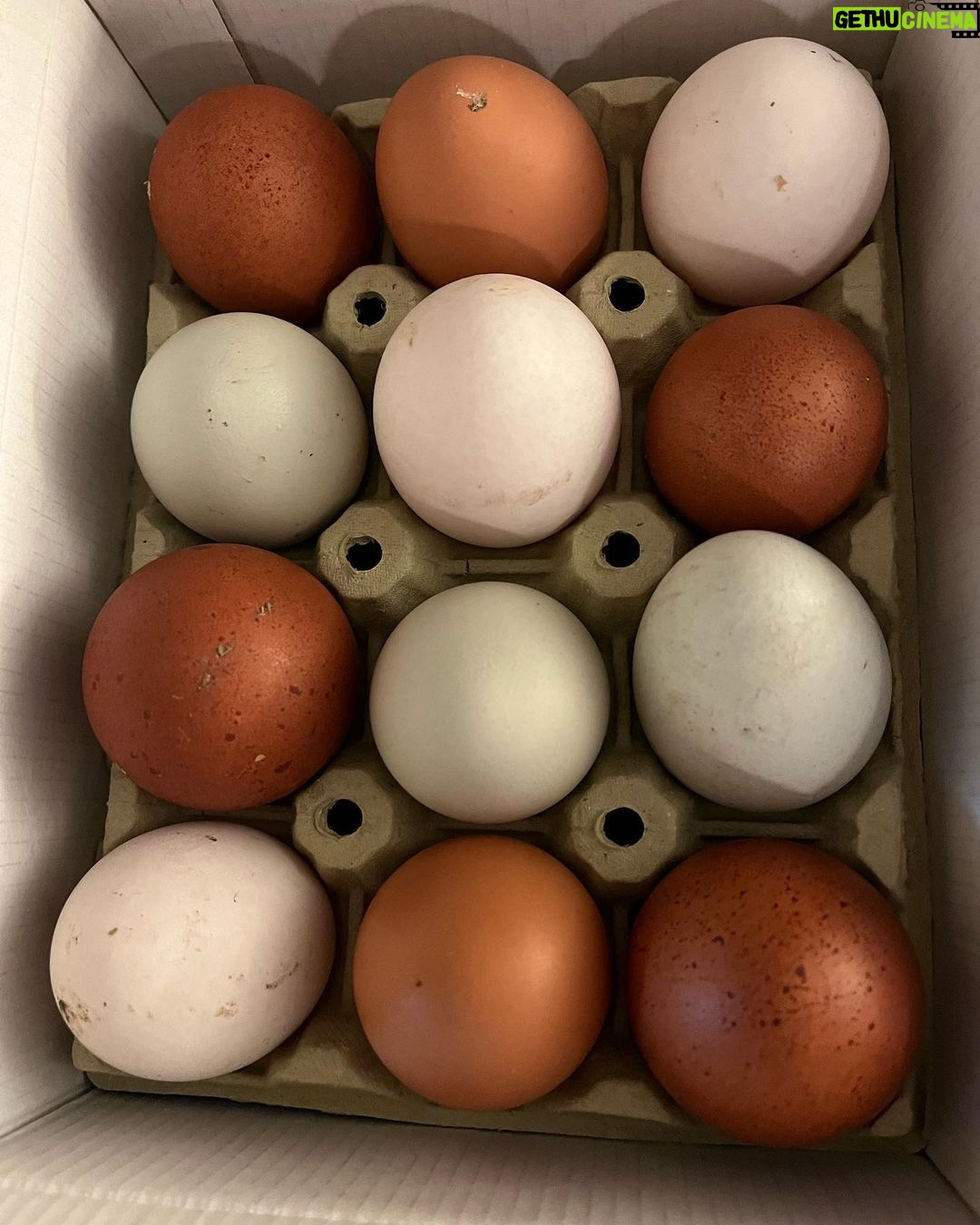 Manuela Velasco Instagram - Gustor š” Borreguito calentito. Gallinas felices, huevos que son tocino de cielo. Colin y su palo y su rebaƱo. El huerto de la cabaƱa en invierno. Estudio Albee al amor del fuego y de Colin.
