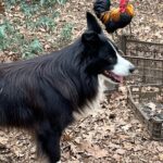 Manuela Velasco Instagram - Gustor 🏡 Borreguito calentito. Gallinas felices, huevos que son tocino de cielo. Colin y su palo y su rebaño. El huerto de la cabaña en invierno. Estudio Albee al amor del fuego y de Colin.