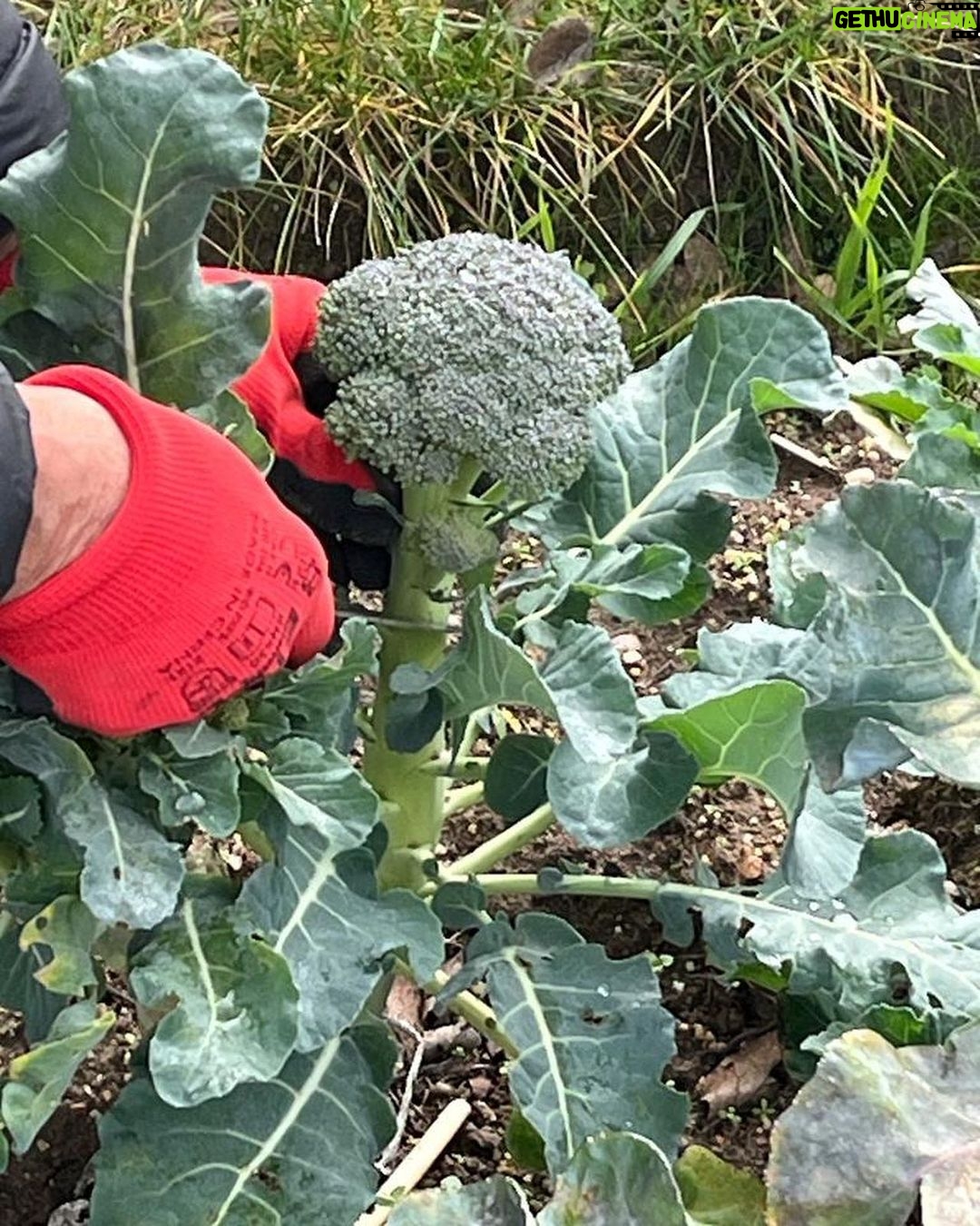 Manuela Velasco Instagram - Gustor š” Borreguito calentito. Gallinas felices, huevos que son tocino de cielo. Colin y su palo y su rebaƱo. El huerto de la cabaƱa en invierno. Estudio Albee al amor del fuego y de Colin.