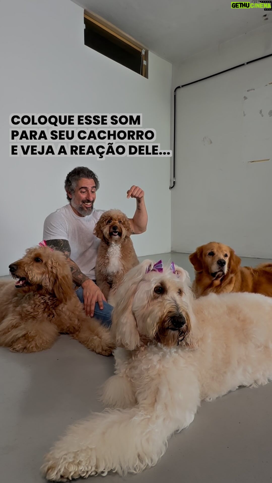 Marcos Mion Instagram - NÃO ASSISTA A ESSE VÍDEO NA FRENTE DO SEU DOGUINHO! 😂😍🐶 . Não tem jeito! Não tem um doguinho que não reaja!🤣