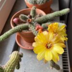 Marcus Oscarsson Instagram - 🌼🌵🌼 Nu har ytterligare en kaktus börjat blomma i fönstret. Fantastiskt vackra blommor! Jag tänker att även taggiga varelser behöver omtanke och vatten så blir det fina blommor ☀️ Och specialknepet är att prata med blommorna emellanåt. Det lärde min lågstadiefröken Elisabeth mig 💕