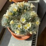 Marcus Oscarsson Instagram - 🌼🌵🌼 Nu har ytterligare en kaktus börjat blomma i fönstret. Fantastiskt vackra blommor! Jag tänker att även taggiga varelser behöver omtanke och vatten så blir det fina blommor ☀️ Och specialknepet är att prata med blommorna emellanåt. Det lärde min lågstadiefröken Elisabeth mig 💕