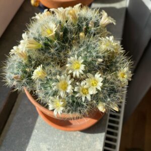 Marcus Oscarsson Instagram - 🌼🌵🌼 Nu har ytterligare en kaktus börjat blomma i fönstret. Fantastiskt vackra blommor! Jag tänker att även taggiga varelser behöver omtanke och vatten så blir det fina blommor ☀️
Och specialknepet är att prata med blommorna emellanåt. Det lärde min lågstadiefröken Elisabeth mig 💕
