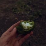 Maria Jekova Instagram - С дядо оправихме градината и събрахме пабирока. Знаете ли какво е това? Последните малки, криви чушки и домати, останали да висят като коледни играчки по изнемощелите след лятото растения. От тях баба правеше най-вкусната лятна манджа или пърженица. Ще си я направим за вечеря, но без запръжката в мазнина, а просто ще задуша чушки, праз, кромид, малко чесън и магданоз с домати и после ще добавя няколко яйца. Но преди това - пълнена чушка със сирене, докато слънцето се скрива зад хълма, въздишка, с която вдишвам спомените за баба ми. Какво ви казвам - отидете и прегърнете тези човеци, докато са до вас. После идват при нас само през вкуса на храната, мириса на есента или погледа в огледалото. Понякога си мисля, че да приличам на нея е най-голямото ми богатство. Bulgaria