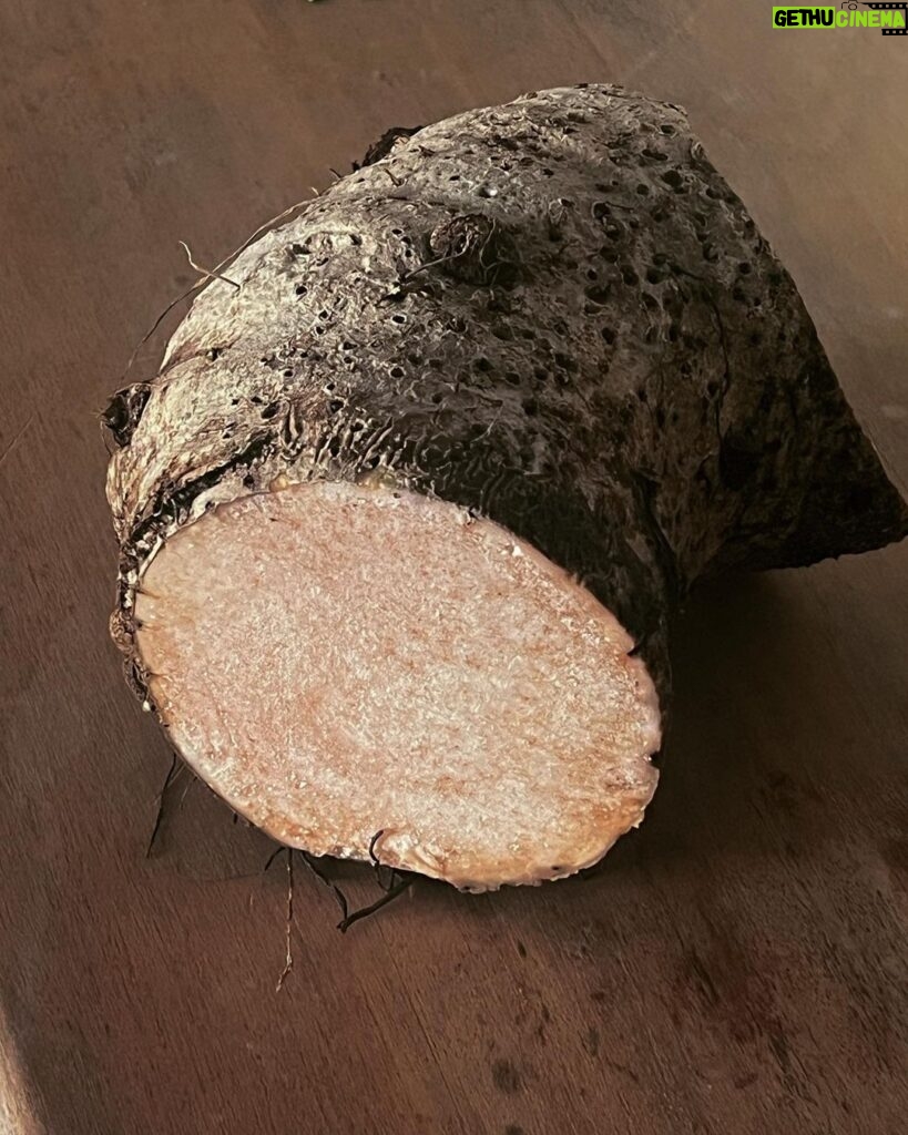 Maria Jekova Instagram - Colocasia Esculenta или по-точно част от нейния масивен корен. Кореноплодно, използвано от XVII век до днес, като основна въглехидратна храна на Азорските острови, след като пристига тук от своята родина - Азия. Счита се, че това растение е един от първите видове - “опитомени” и отглеждани умишлено от човека. Опитахме го веднъж в малък местен ресторант и беше доста приятно приготвено, доста нежни, ненатрапчиви вкус и текстура, различни от тези на картофа и други познати кореноплодни. Вече се сдобих с корена от съседа тук, който просто влезе на 10 метра в гората и го донесе, защото растението е буквално навсякъде около нас. Утре ще се предизвикам да го приготвя за вечеря в каменната къща. The Azores, Atlantic Ocean