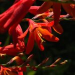 Maria Jekova Instagram – / Crocosmia x crocosmiiflora /