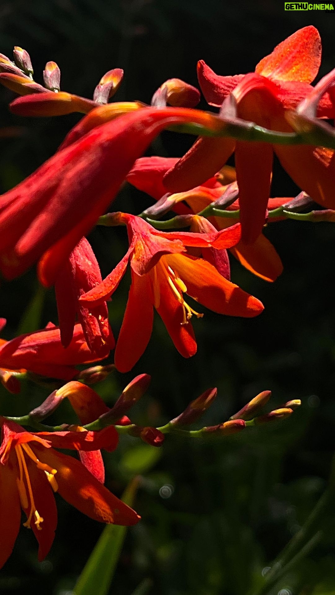 Maria Jekova Instagram - / Crocosmia x crocosmiiflora /