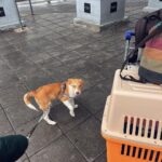 Maria Jekova Instagram - Сякаш злото взима силното положение напоследък. Смятам, че трябва да заставаме на страната на доброто все по-често в такива мигове, защото страхът дава сила на другото. Знам, че това, което ще напиша няма да бъде добрата новина, която всички искаме да чуем и която ще промени света. Но това е добрата новина, която промени света на Пират и днес съм благодарна за @sophia.kupprion , че с нейния човек отвориха сърцата си за него. Това не мени света, но мени света за едно същество, а всяко добро е значимо - няма малко и голямо. Благодаря на всички, които помогнаха със споделяне, на @cuminandsmiles, с която споделихме разноските по грижите за него в клиниката и на докторите, които излекуваха окото му. Приятели, с Пиратчето заминаваме за Цюрих, за да се срещнем с новото му семейство, с което ще се прибере в Германия. Благодарни сме. Мечтите се сбъдват. 7 от 7 душички - спасени, благодарение на добрите хора. Sofia, Bulgaria