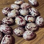 Maria Jekova Instagram - Малко неща намирам за по-ценни от шепа семена от стар сорт. Тези получих от семейството на Захра в село Оглед. Семе от “баш стар” фасул, както го нарекоха. Взех си от тях дребен фасул, подобен на смилянския, наричат го златен. Пък се заговорихме за стари сортове и жената скокна до мазето. Върна се със студен и голям стъклен буркан пълен с тези ситни, кръглички съкровища от едно време. Не го сеят вече толкова, че бил дребен и не раждал много, но пък бил много вкусен. Толкова безценни шепи семена съм събрала вече за догодина, че нямам търпение за идния градинарски сезон. Родопи (Rhodope)