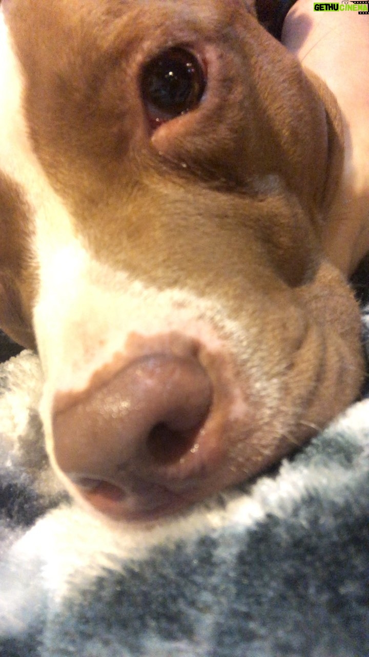 Maria Spiro Instagram - Coco wanted her 5 minutes of fame tonight. 🎬 who would wanna see her come out to the ring with me someday? 🤔🤩 #pitbullsofig