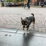 Maria Venture Instagram - eu moraria aqui mesmo sem falar inglês e holandês, juro amigos, isso aqui é um sonho ??????? aaaaaaaa Amsterdam, Netherlands