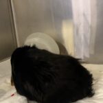 Maria Venture Instagram - oi zenti ieu fui pro mato e cumi um negoço gostoso que nau podia ai depois minha barrega doieu e fiz coco de sangue e tive que ficare varios dias no medico mas ja fui embora de la to muite feliz viu, obrigade todos que gustam de min queria subir no colo de voçes todos o meu ermao antonio ta aqui tamo no sofá