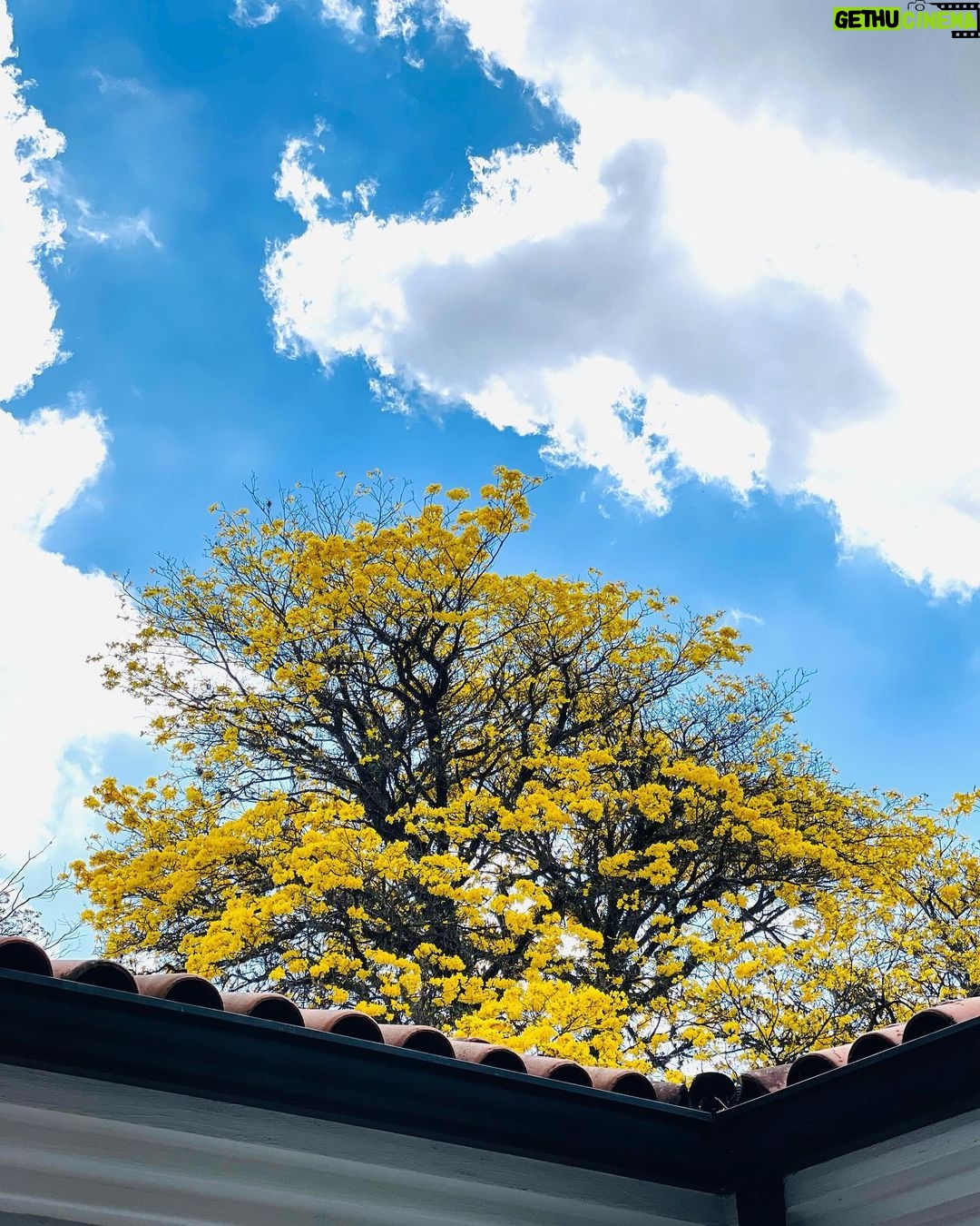 Mariana Rios Instagram - Tenho em meu jardim um Ipê amarelo! Certa vez, ao receber em casa um casal, fui mostrar a decoração e chegamos até a parte dos quartos onde ele fica. Então eu disse: Olhem que lindo esse ipê todo amarelo! E eles perguntaram na sequência por que eu estava tão empolgada apresentando algo que fazia tamanha “sujeira” espalhando pelo pátio as flores. Foi aí que entendi a diferença do olhar diante a vida. Respondi pra eles que esperava o ano todo para vê-lo florescer. Que o tapete amarelo enchia meus olhos de alegria e que nunca tinha relacionado esse momento único a “sujeira”. Muito pelo contrário, esperava pelo vento vislumbrando a possibilidade de presenciar cada flor caindo e colorindo minha casa! Todos os dias temos a oportunidade de escolher a maneira com que descortinaremos a vida. Se olharemos para chuva com tristeza, ou se dançaremos nela aproveitando cada instante. Essa chance da mudança através do olhar, acontece quando acordamos logo pela manhã! Sorrir ou reclamar é uma escolha sua! Olhar para um problema, por exemplo, tentando observar a oportunidade de evolução ao passar por ele, também é uma escolha. A mudança que tanto queremos ver no mundo não está no mundo, mas sim dentro de cada um de nós. Só reconhecemos no outro e nas coisas aquilo que é real dentro da gente. Que possamos cada dia mais enxergar no entorno e nas pessoas belas flores como as de um ipê amarelo, enaltecendo suas características positivas ao invés de fixar a atenção naquilo que poderia nos incomodar. A beleza é singeleza na obra do infinito. No íntimo, enxergo beleza em você. Ser belo é para todos, mas poucos são os que podem ver. Mariana Rios