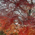 Mariko Dou Instagram - 散歩をしていた公園の紅葉が綺麗でした🍁 日中は暖かくても、朝晩は寒いですね❄️寒暖差にはお気を付け下さい。 さて、明日は「ワイド！スクランブル」のピックアップニュースを担当予定です🎤 よろしくお願いします✨ #公園 の #紅葉 が #綺麗 でした #明日は #ワイドスクランブル を #担当 します #堂真理子 #テレビ朝日 #アナウンサー