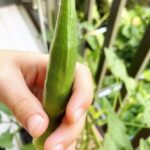 Mariko Dou Instagram – 台風の影響もあり、不安定な天気で湿度も高くムシムシとしますね😣💦体調も疲れ気味な今日は、夏野菜をたくさん使ったおうちごはんにしました🍴娘と育てたナスとオクラがちょうど同じタイミングで実がなったので、パスタにしました🍝
最後の写真は、鶏肉の青菜炒め🍴野菜をたくさん食べたら、元気が出て来ました…！
皆さんも、体調にはお気をつけて、そして台風情報にはお気を付け下さい。

今週も頑張りましょう❣️

 #おうちごはん 
 #ナス
 #オクラ
 #パスタ
 #鶏肉 と
 #青菜
 #夏野菜 で
 #元気 になりました
 #堂真理子 #テレビ朝日 #アナウンサー