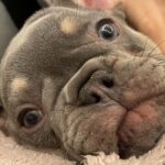 Marina Crialesi Instagram – 5 giorni di amore folle💙 

💙QUENTIN.💙
#bulldoglife #bulldogfrances #love #lilactan Rome, Italy