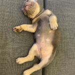 Marina Crialesi Instagram – 5 giorni di amore folle💙 

💙QUENTIN.💙
#bulldoglife #bulldogfrances #love #lilactan Rome, Italy