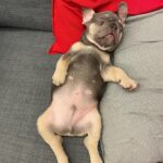 Marina Crialesi Instagram – 5 giorni di amore folle💙 

💙QUENTIN.💙
#bulldoglife #bulldogfrances #love #lilactan Rome, Italy