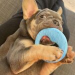 Marina Crialesi Instagram - 5 giorni di amore folle💙 💙QUENTIN.💙 #bulldoglife #bulldogfrances #love #lilactan Rome, Italy