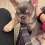 Marina Crialesi Instagram - 5 giorni di amore folle💙 💙QUENTIN.💙 #bulldoglife #bulldogfrances #love #lilactan Rome, Italy