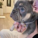 Marina Crialesi Instagram – Vi presentiamo l’ultimo arrivato in famiglia 🐶 benvenuto QUENTIN ❤️ 

#frenchie #frenchbulldog #bulldogsofinstagram #frenchiepuppy #frenchielove 

Grazie @vesuvius_bull Rome, Italy